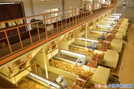 云南烟叶复烤：烟叶之魂 匠心之美图片