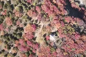 瞰！顺义舞彩浅山的红叶在翩翩起舞视频封面