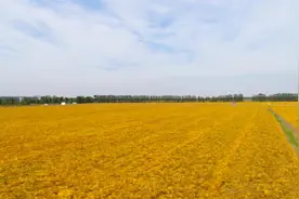 48秒丨土地轮作提高产出率 滨州博兴三百多亩大豆喜获丰收图片