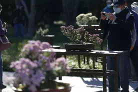 北京市第41届菊花展在北海公园开幕图片