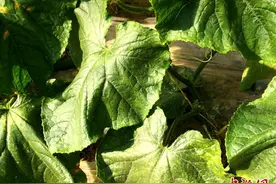 甘肃研中草药制剂防治黄瓜白粉病技术 拓中药材种植增效新径图片