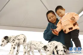 河北南和：宠物会展经济促发展图片