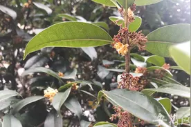 桂花二度开放引合肥市民称奇 专家称与气候温度有关图片