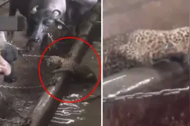 印度一只豹子迷路跑进牛棚 众人合力将其赶回森林图片