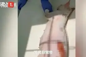 可以不爱，但别伤害图片