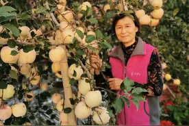 视频｜老果农种植有高招，苹果亩产2万斤保持多年图片