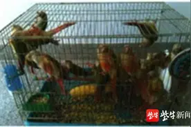 350元一只，淮安男子卖了6只小太阳鹦鹉获刑两年半图片