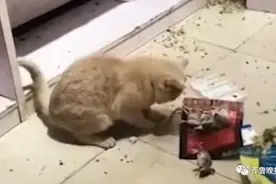 这只猫火上热搜！连捉4只老鼠，还整齐摆在一起！主人被吓到腿软图片