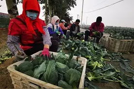 王燕明的西蓝花丰收了图片