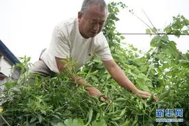 苏醒的苏苏村图片
