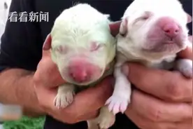 白狗妈妈生下罕见绿毛宝宝 主人起名“开心果”图片