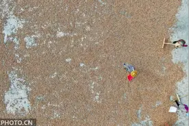 贵州锦屏：小小山核桃 结出“致富果”图片