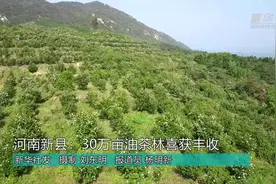 河南新县：30万亩油茶大丰收视频封面