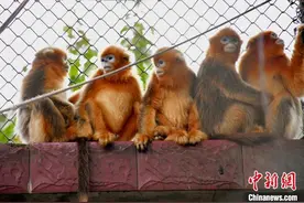 跨越500公里 武汉动物园迎来五只川金丝猴图片