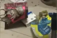 一只猫火上热搜！连捉4只老鼠后的场面，主人吓到腿软图片