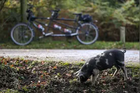英国“林中放猪”时节 小猪在路边找橡子吃图片