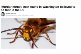 CNN：美国首次发现“杀人蜂”蜂巢图片
