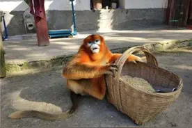 可爱“美猴王”闲逛农家，大摇大摆给啥吃啥，还和村民合起了影图片