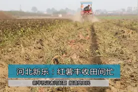 河北新乐：红薯丰收田间忙视频封面