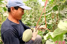 甘肃瓜州革新农技实现“四季有瓜”：全年供应“无农闲”图片