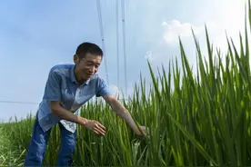 “中国饭碗”端得真稳！杭州这片网红稻田今日开始收割图片