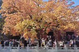 关于香山赏红 看完这篇儿您再去图片