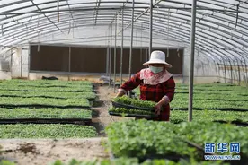 河南扶沟：发展蔬菜产业 打造“中原菜都”图片