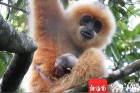 聚焦海南长臂猿大调查 | 海南长臂猿部分族群风雨天集体“失声”“0”也是一种数据图片