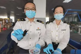 温州海关从入境邮包中查获日本大锹图片