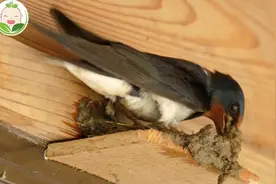 难得一见！燕子筑巢全过程视频封面