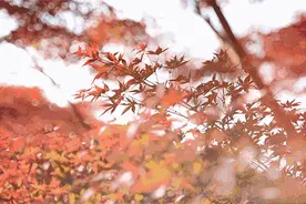 【赏枫】快来收藏这份丽水赏枫地点指南！图片