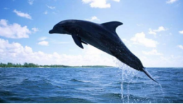 邯郸V音 | 五十二赫兹