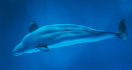 邯郸V音 | 五十二赫兹