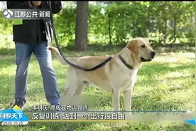 注意！用长绳和短绳遛狗效果大不同，日常遛狗牵引绳多长为宜？视频封面