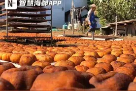 秋到深山柿柿红，这里有福州人家乡的味道……图片