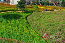 「高清组图」云南安宁温泉小镇打造生态“花海”游图片