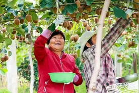 武功县：产品有出路 脱贫底气足图片