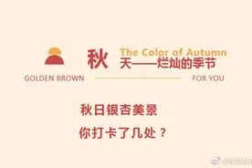 秋韵青岛，细数岛城那些美爆了的银杏古树图片