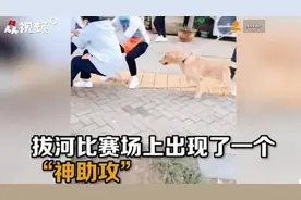 金牌辅助！金毛偶遇拔河比赛成热心外援，成功帮队伍取得胜利图片