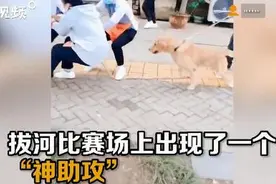 金牌辅助！金毛偶遇拔河比赛成热心外援，成功帮队伍取得胜利图片
