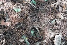 贵州发现成片珍稀植物斑叶兰图片