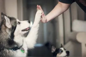 宠物寄养，到底是不是一门好生意？图片