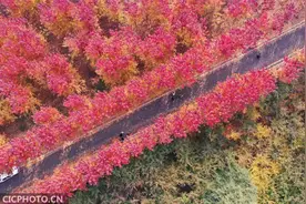“枫”景迷人图片