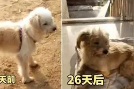 7岁宠物狗被落在60公里外服务区，徒步26天找到家视频封面