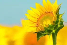 【收官】2021年国考报名结束，上海海关最热岗位百里挑一图片