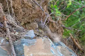 科普 | 岩松鼠与北松鼠图片