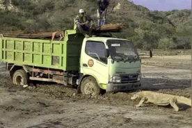 科莫多巨蜥拦卡车照引热议 印尼暂停度假村建设图片