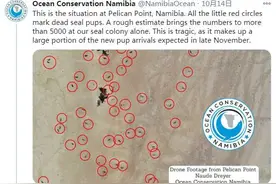 揪心！纳米比亚海岸现7000余头海豹尸体 死因未知(图)图片