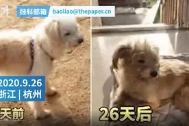 7岁狗狗被落在高速服务区，流浪26天找回60公里外的家，瘦了2圈图片