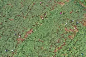 湖南衡阳：特色种植助增收图片